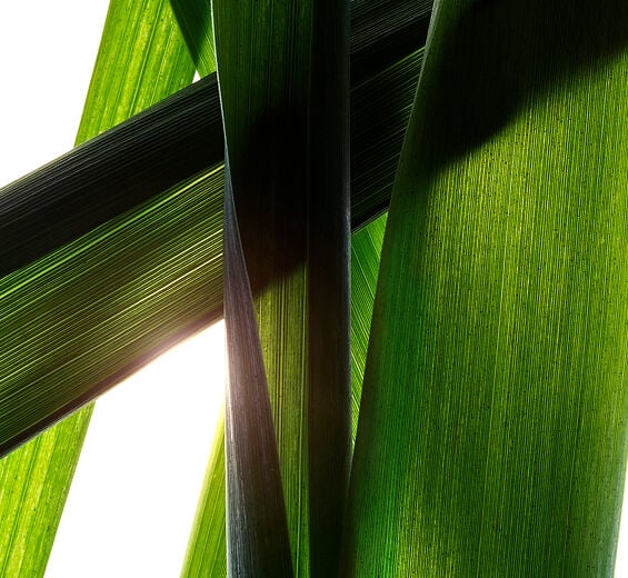 Giant Provençal reed-Organic giant Provençal reed extract-Arundo Donax Stem Extract